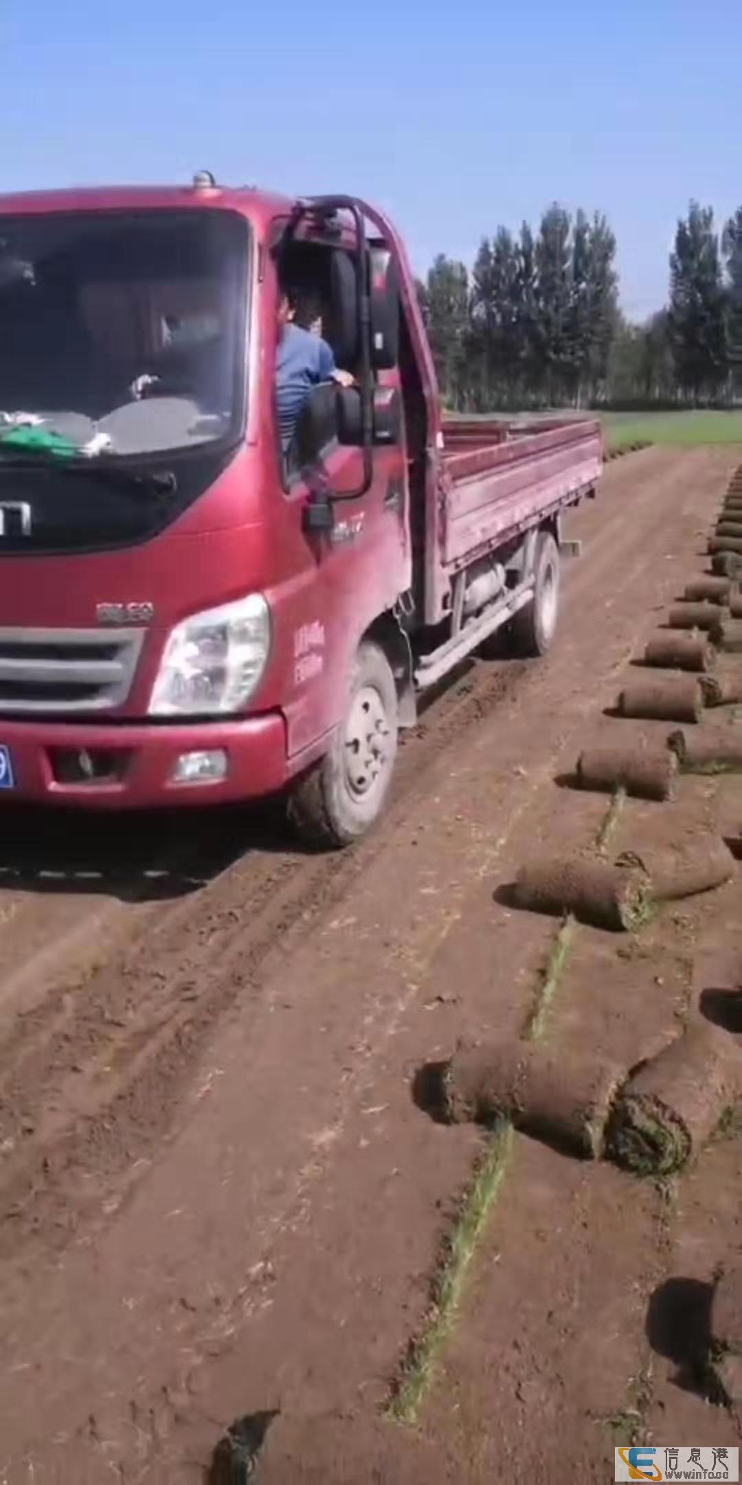 北京天津河北草坪销售四季常青草坪销售草坪价格