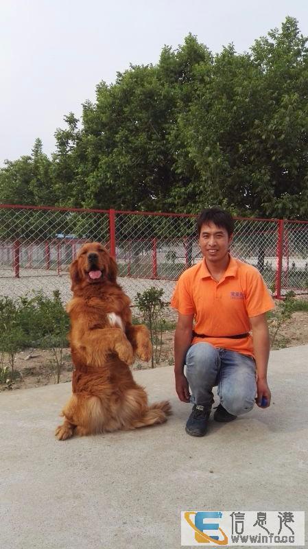 北京宠物长期寄养宠物养老  宠爱到家