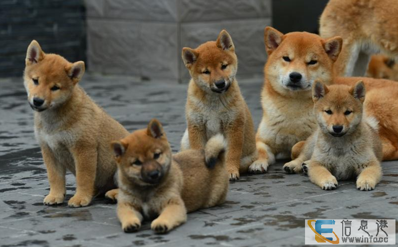 北京犬舍纯种赛级血统阿拉斯加雪橇犬幼犬出售阿拉斯加宠物狗活体