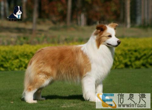 上海常年出售高品宠物犬幼犬，保健康签协议，品种齐全