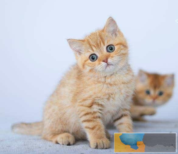 美国CFA认证猫舍 英短 渐层 优惠送不停 美国CFA认证猫舍 英短 渐层 优惠送不停