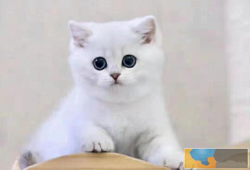 美国CFA认证猫舍 英短 渐层 优惠送不停 美国CFA认证猫舍 英短 渐层 优惠送不停