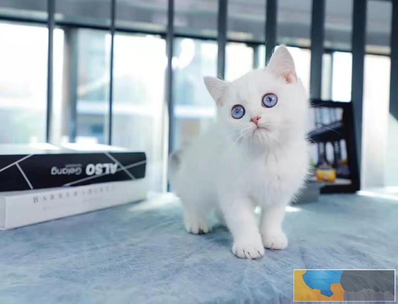 美国CFA认证猫舍 英短 渐层 优惠送不停 美国CFA认证猫舍 英短 渐层 优惠送不停