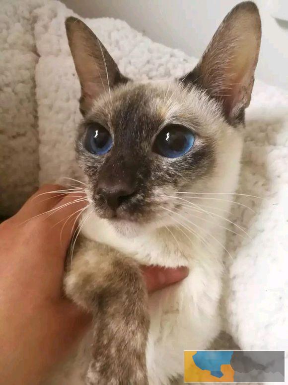 暹罗猫高品质重点色泰国暹罗猫漂亮蓝眼 暹罗猫高品质重点色泰国暹罗猫漂亮蓝眼