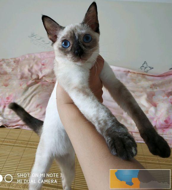 暹罗猫高品质重点色泰国暹罗猫漂亮蓝眼 暹罗猫高品质重点色泰国暹罗猫漂亮蓝眼