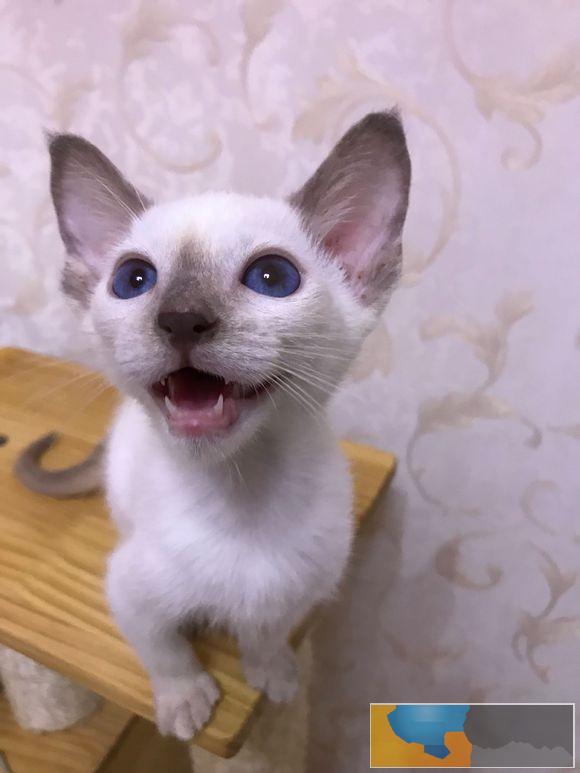 暹罗猫高品质重点色泰国暹罗猫漂亮蓝眼 暹罗猫高品质重点色泰国暹罗猫漂亮蓝眼