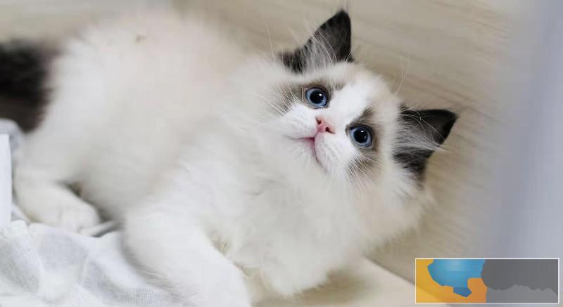 美国CFA认证猫舍 布偶 优惠送不停 美国CFA认证猫舍 布偶 优惠送不停