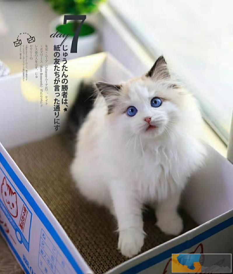 美国CFA认证猫舍 布偶 优惠送不停 美国CFA认证猫舍 布偶 优惠送不停