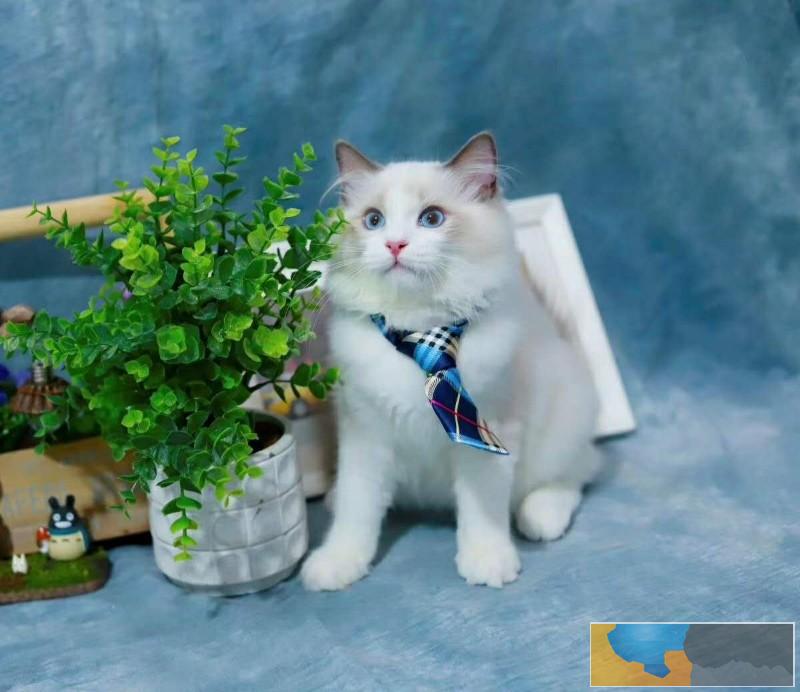 美国CFA认证猫舍 布偶 优惠送不停 美国CFA认证猫舍 布偶 优惠送不停