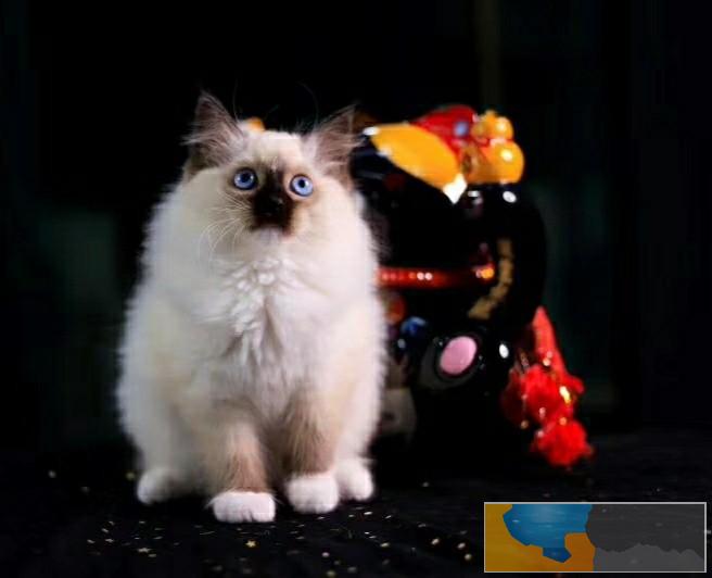 美国CFA认证猫舍 布偶 优惠送不停 美国CFA认证猫舍 布偶 优惠送不停