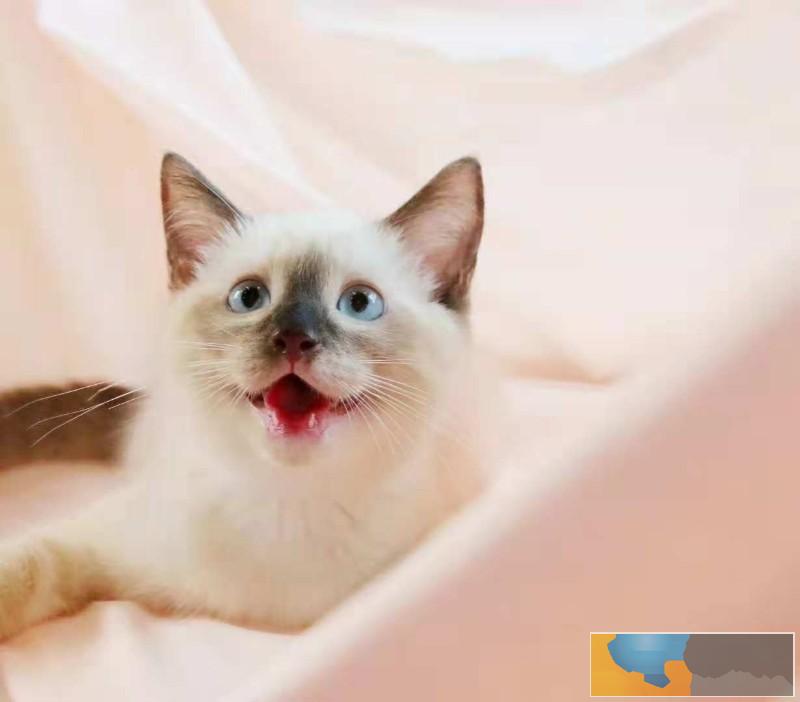 美国CFA认证猫舍 暹罗 优惠送不停 美国CFA认证猫舍 暹罗 优惠送不停