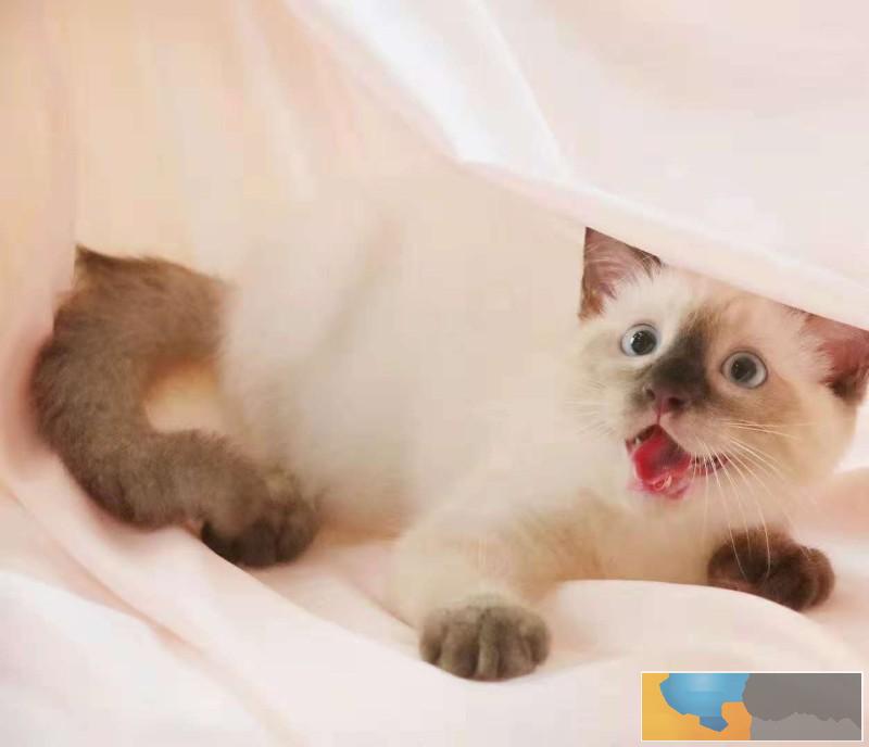 美国CFA认证猫舍 暹罗 优惠送不停 美国CFA认证猫舍 暹罗 优惠送不停