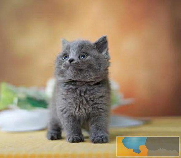 美国CFA认证猫舍 英短 蓝猫 优惠送不停 美国CFA认证猫舍 英短 蓝猫 优惠送不停