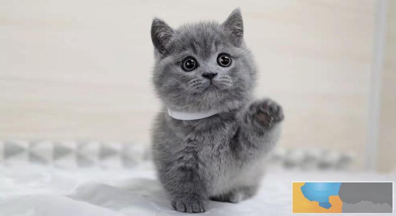 美国CFA认证猫舍 英短 蓝猫 优惠送不停 美国CFA认证猫舍 英短 蓝猫 优惠送不停