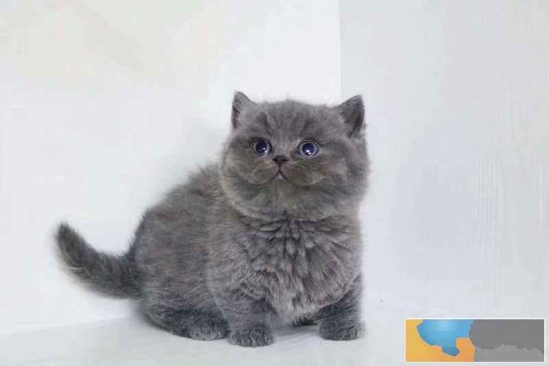 美国CFA认证猫舍 英短 蓝猫 优惠送不停 美国CFA认证猫舍 英短 蓝猫 优惠送不停