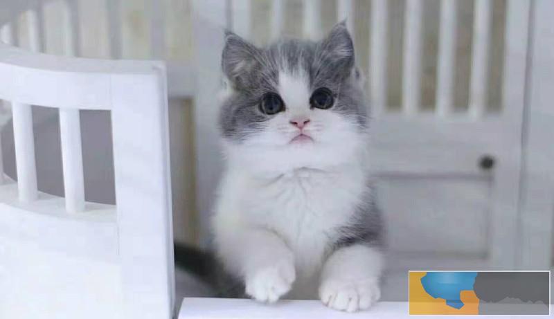 美国CFA认证猫舍 英短 蓝白 优惠送不停