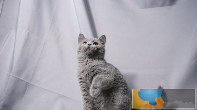 安庆英短蓝猫 个个大包子脸地毯毛 活泼粘人 可上门