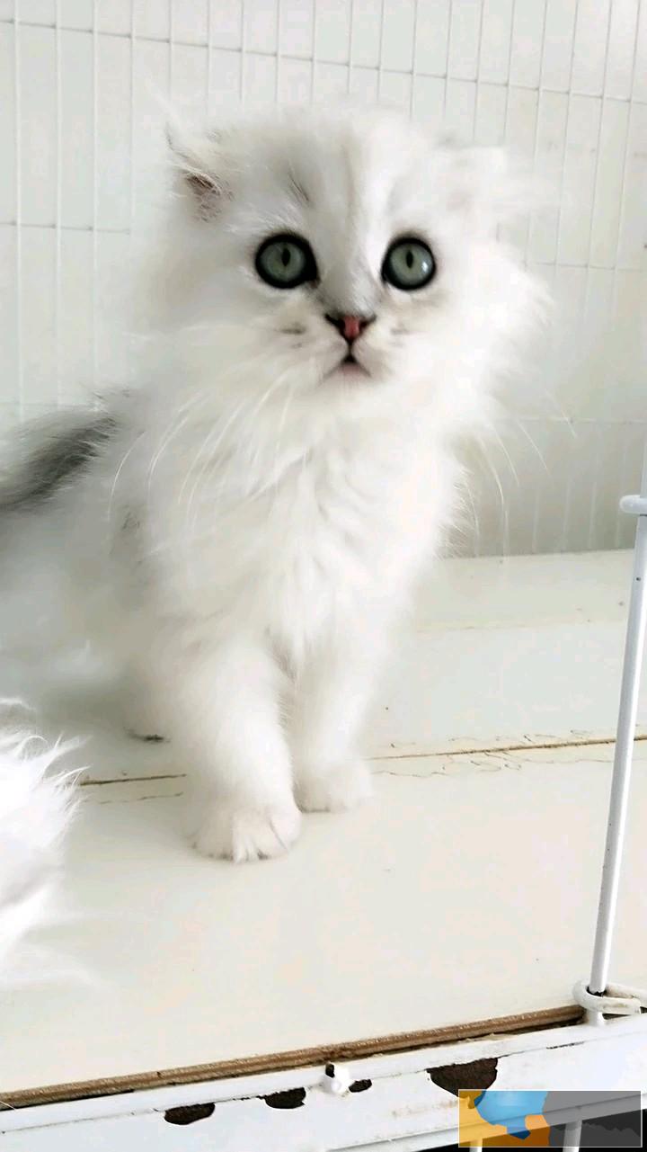 安庆超可爱 大眼萌金吉拉 -公母特价出售哟纯种健康