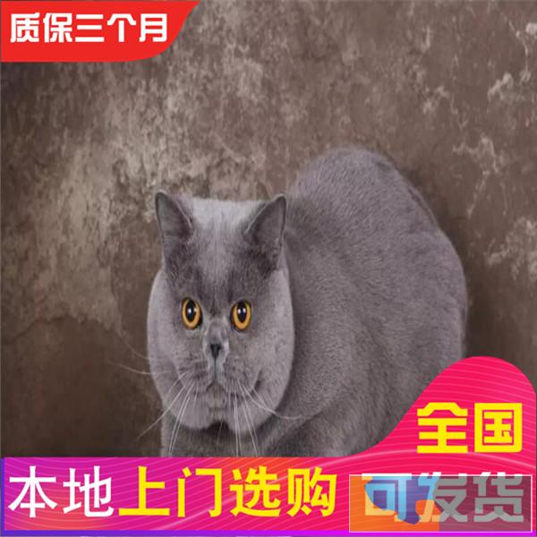 哪里有蓝猫蓝猫多少钱包健康签协议