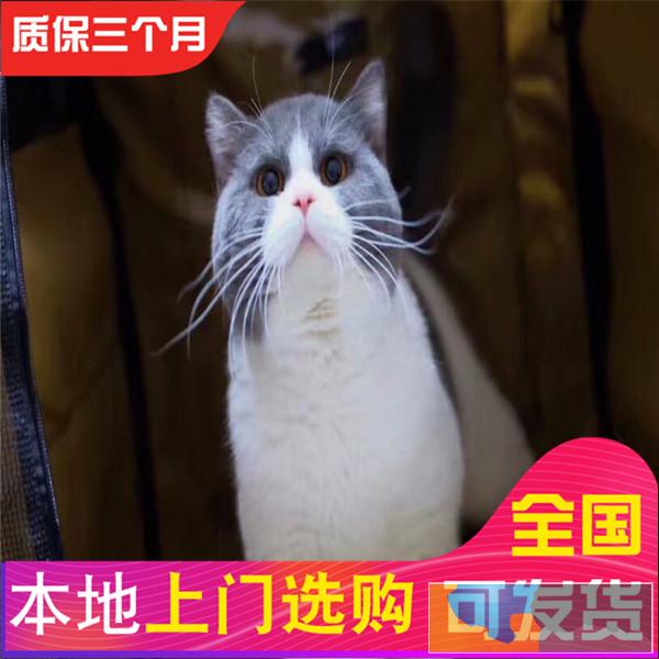 哪里有短毛猫出售家养纯种短毛猫健康三包品质好血统可查