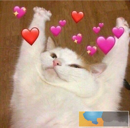 求一只公的狸花奶猫