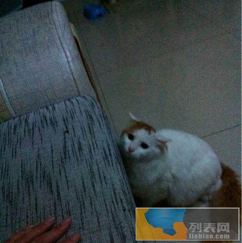 11月大猫咪领养