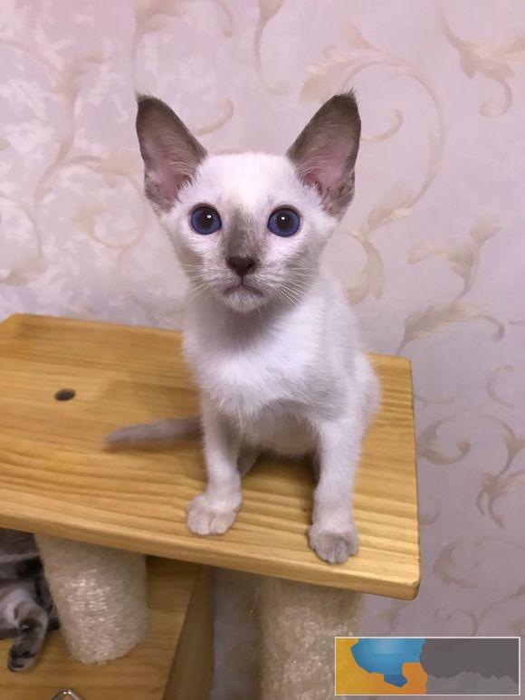 暹罗猫高品质重点色泰国暹罗猫漂亮蓝眼