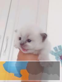 纯正血统布偶猫