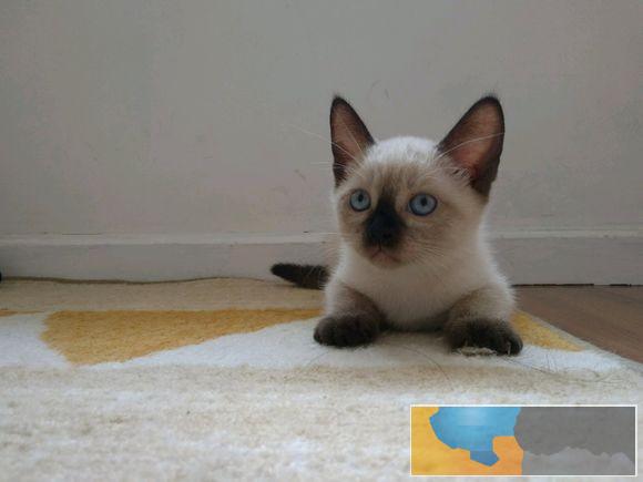 出售活体暹罗猫 宠物猫 健康可爱猫 幼猫 小奶猫