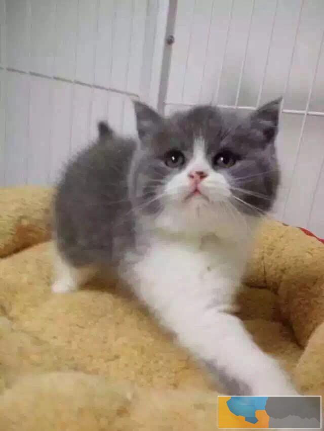 杭州出售英短蓝白,CFA注册猫舍,可预订保健康