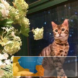 甜美孟加拉豹猫出售疫苗做齐签协议保证猫咪健康