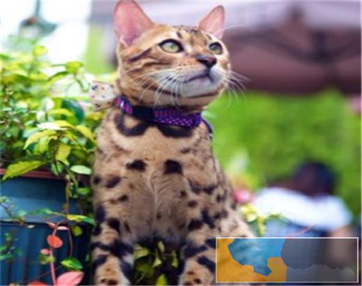 猫舍出售纯种健康孟加拉豹 猫可上门挑选全国发货