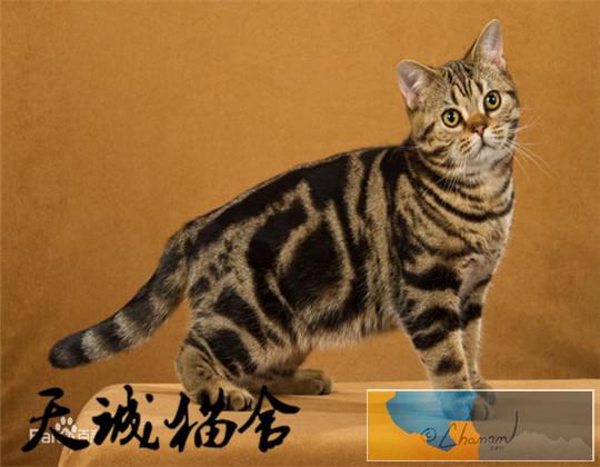 纯种虎斑猫,猫舍繁殖,健康纯种,品质保障