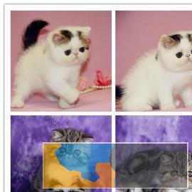 纯种加菲猫活体蓝白异长加菲猫咪幼猫异国短毛猫咪