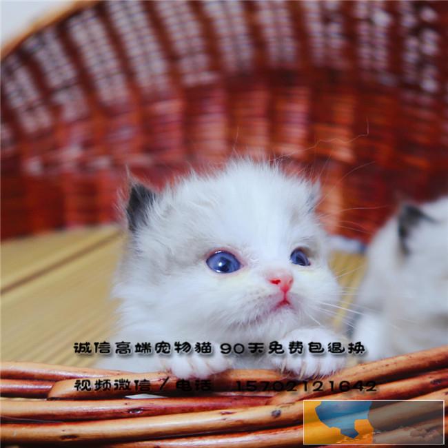 布偶猫海豹海双蓝双布偶纯种宠物猫咪包健康包送CFA
