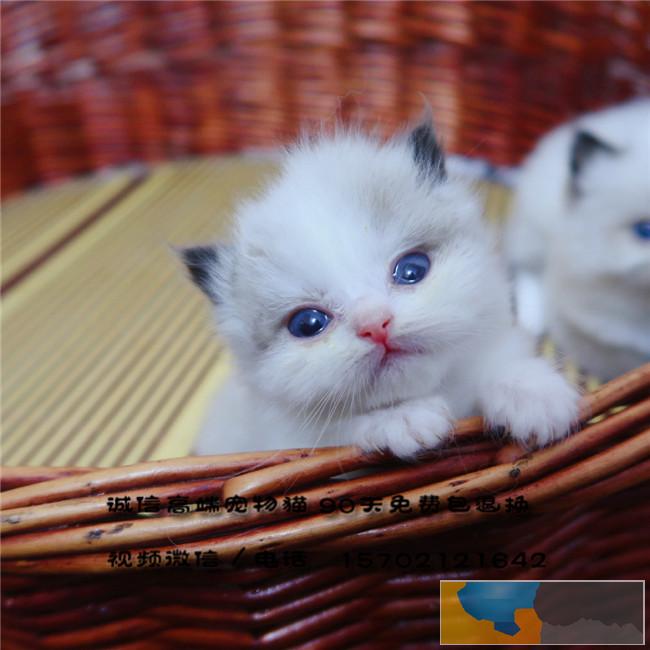 布偶猫种公转让会配种蓝山猫双色弟出售带CFA证书