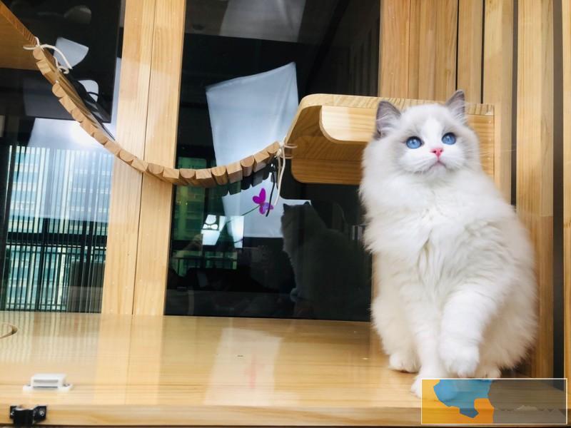 柳州布偶猫 奶油双色海双蓝双纯种 双色布偶猫活体幼猫