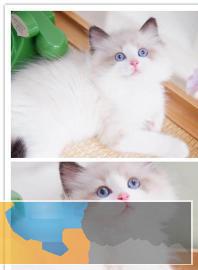 自带仙气的仙女布偶猫蓝双海双甜美可爱