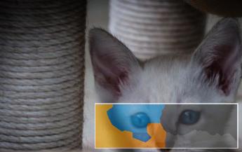 家养暹罗猫蓝重点蓝虎斑短毛猫
