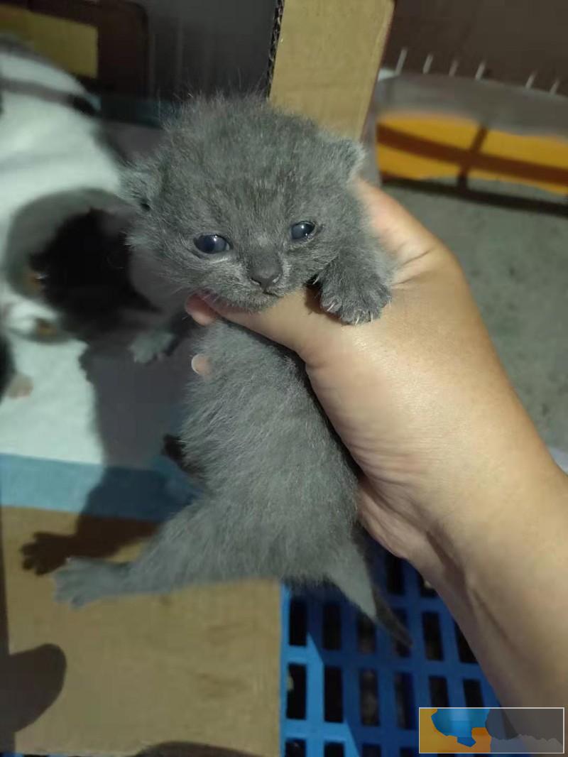 自家产蓝猫蓝白幼崽 十五天 接受预定 价格优惠 猫贩子勿扰
