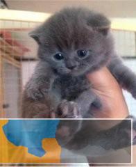 深圳哪里有卖宠物猫 深圳哪里有卖蓝猫 蓝猫多少钱一只