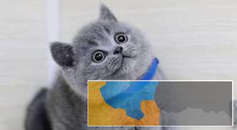 猫舍直销包子脸蓝猫幼猫可实地挑选欢迎上门