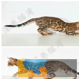 猫舍繁殖各种高品质猫咪包纯种健康