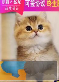 高颜值白甜可爱的短毛猫出售送大礼包