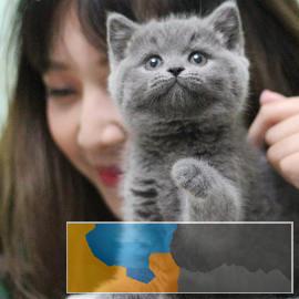 可爱萌宠英短蓝猫宝宝家庭猫舍比宠物店优惠哦