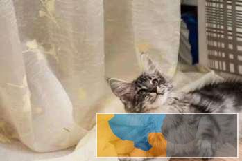 超大体又霸气漂亮的缅因猫待售DDMM都有多只可选