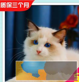 高颜值 仙女猫布偶猫,长相甜美 常年出售、多选 高颜值 仙女猫布偶猫,长相甜美 常年出售、多选