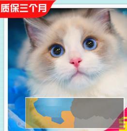 高颜值 仙女猫布偶猫,长相甜美 常年出售、多选 高颜值 仙女猫布偶猫,长相甜美 常年出售、多选