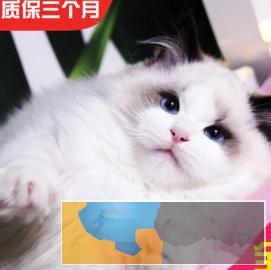 高颜值 仙女猫布偶猫，长相甜美 常年出售、多选