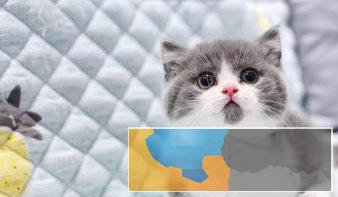 出售高品质纯种英短蓝猫蓝白渐层加菲等疫苗齐全元 出售高品质纯种英短蓝猫蓝白渐层加菲等疫苗齐全元